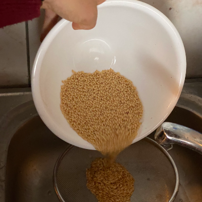 Récupération des semences à l’aide d’une passoire